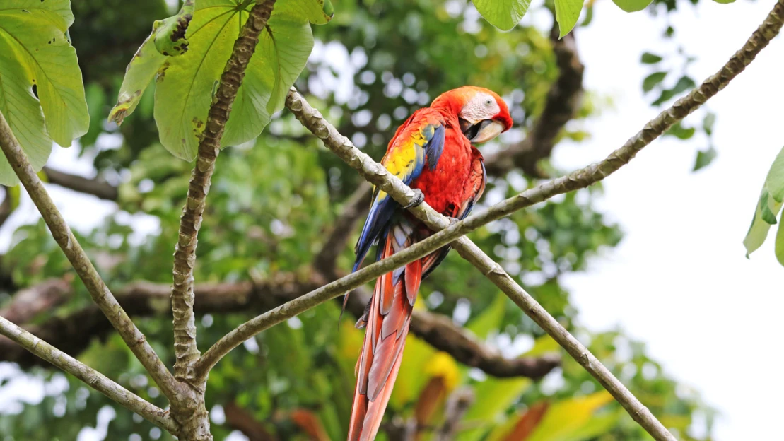 Česko zvyšuje vývoz papagájov. Putujú aj do Iraku či Saudskej Arábie