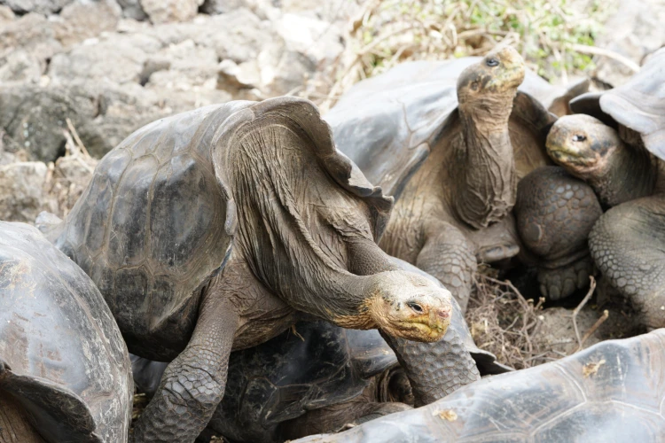 Ostrov, ktorý inšpiroval Darwina. Galapágy sa potichu zmenili na vychytenú turistickú destináciu_27