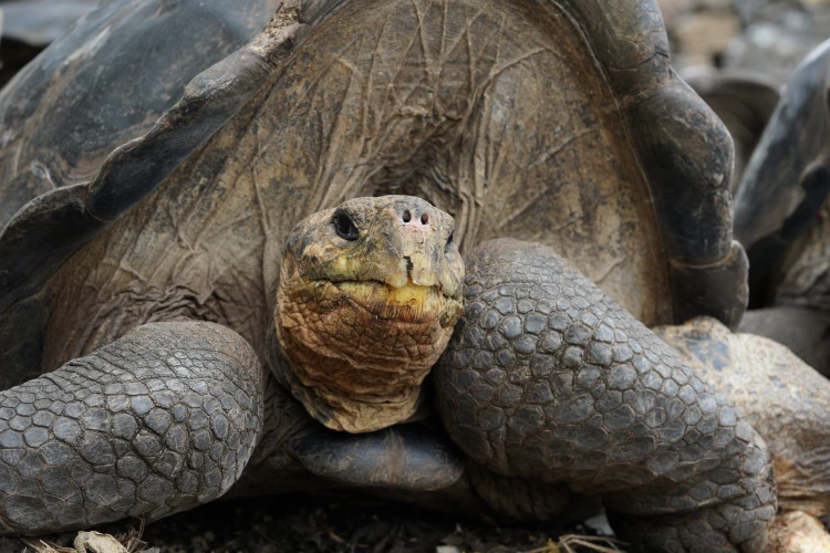 Ostrov, ktorý inšpiroval Darwina. Galapágy sa potichu zmenili na vychytenú turistickú destináciu_16