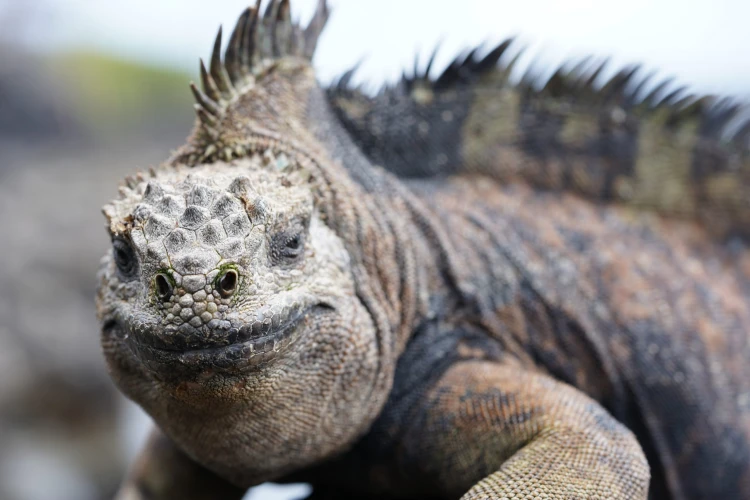 Ostrov, ktorý inšpiroval Darwina. Galapágy sa potichu zmenili na vychytenú turistickú destináciu_18