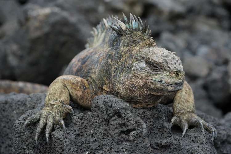 Ostrov, ktorý inšpiroval Darwina. Galapágy sa potichu zmenili na vychytenú turistickú destináciu_19