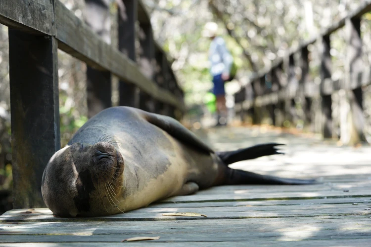 Ostrov, ktorý inšpiroval Darwina. Galapágy sa potichu zmenili na vychytenú turistickú destináciu_20