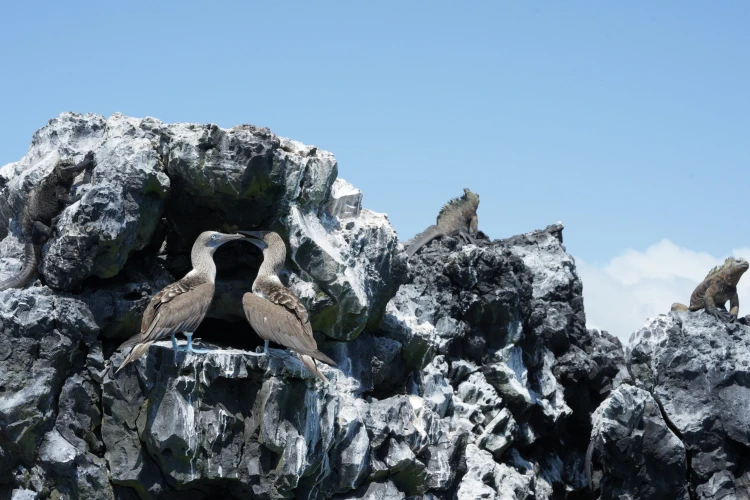 Ostrov, ktorý inšpiroval Darwina. Galapágy sa potichu zmenili na vychytenú turistickú destináciu_21