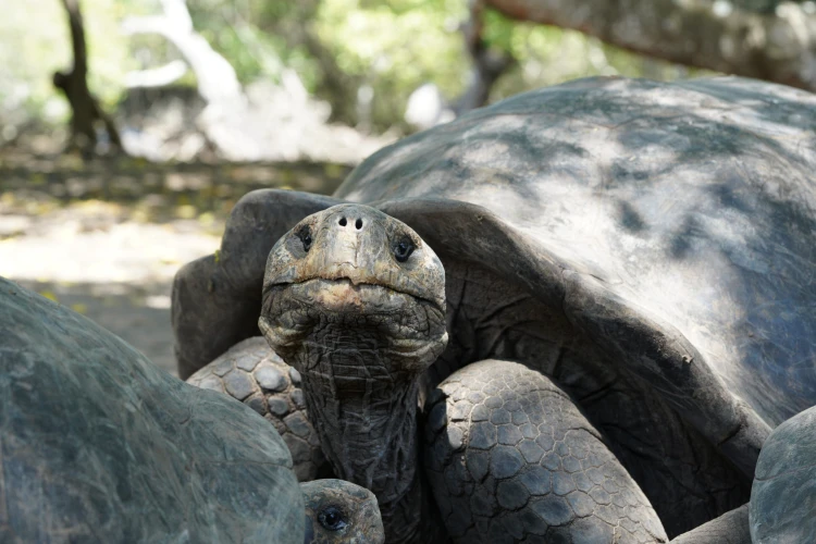 Ostrov, ktorý inšpiroval Darwina. Galapágy sa potichu zmenili na vychytenú turistickú destináciu_15