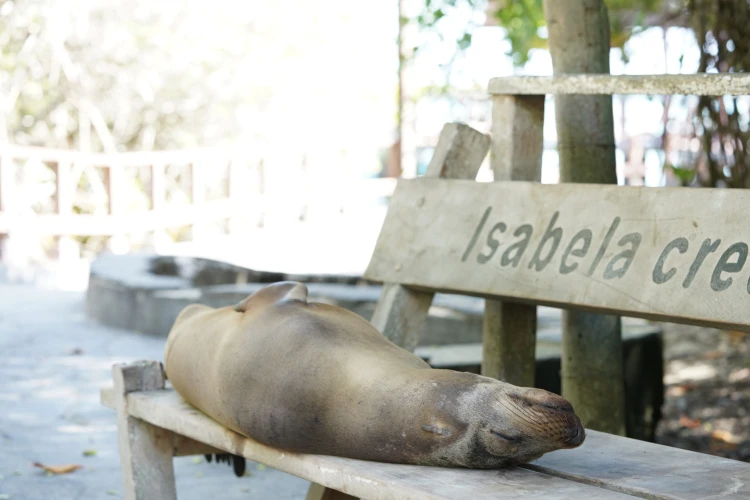 Ostrov, ktorý inšpiroval Darwina. Galapágy sa potichu zmenili na vychytenú turistickú destináciu_14