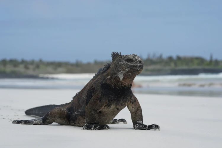 Ostrov, ktorý inšpiroval Darwina. Galapágy sa potichu zmenili na vychytenú turistickú destináciu_5