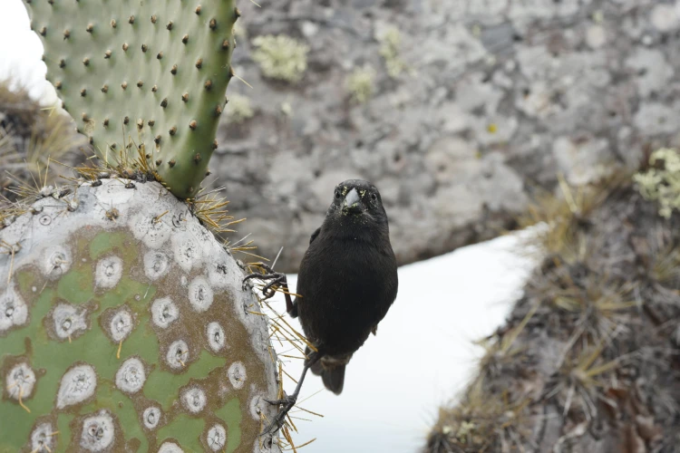 Ostrov, ktorý inšpiroval Darwina. Galapágy sa potichu zmenili na vychytenú turistickú destináciu_12