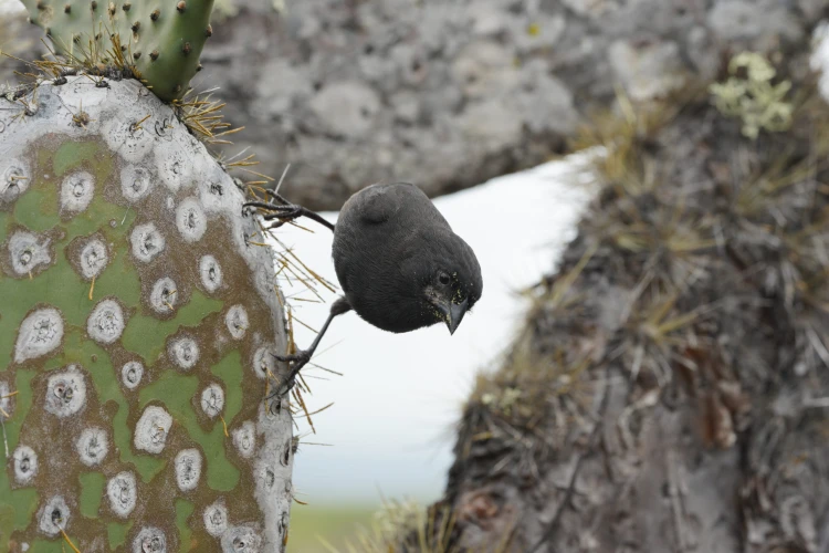 Ostrov, ktorý inšpiroval Darwina. Galapágy sa potichu zmenili na vychytenú turistickú destináciu_3