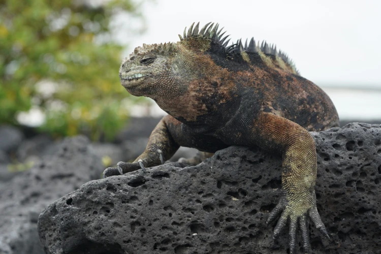 Ostrov, ktorý inšpiroval Darwina. Galapágy sa potichu zmenili na vychytenú turistickú destináciu_4