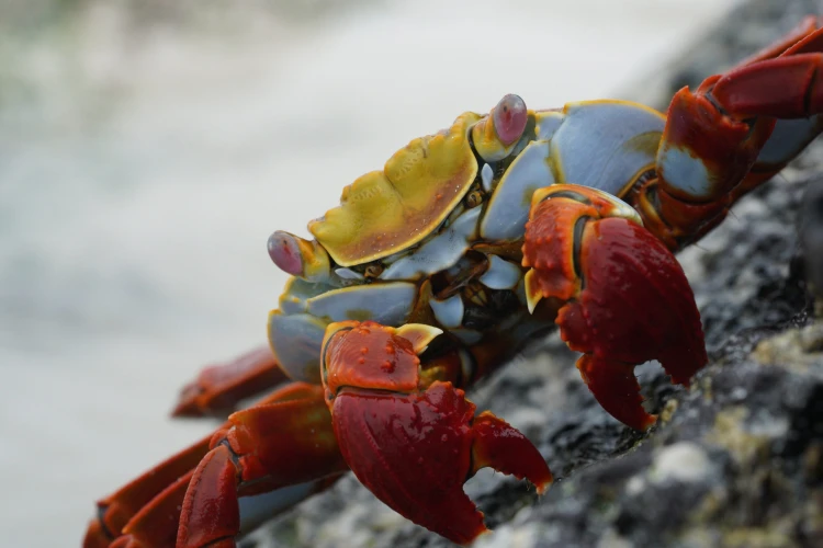 Ostrov, ktorý inšpiroval Darwina. Galapágy sa potichu zmenili na vychytenú turistickú destináciu_1