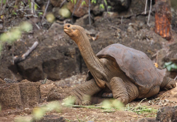 Ostrov, ktorý inšpiroval Darwina. Galapágy sa potichu zmenili na vychytenú turistickú destináciu_6