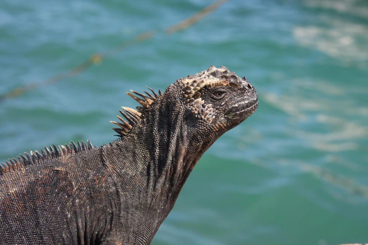 Ostrov, ktorý inšpiroval Darwina. Galapágy sa potichu zmenili na vychytenú turistickú destináciu_22