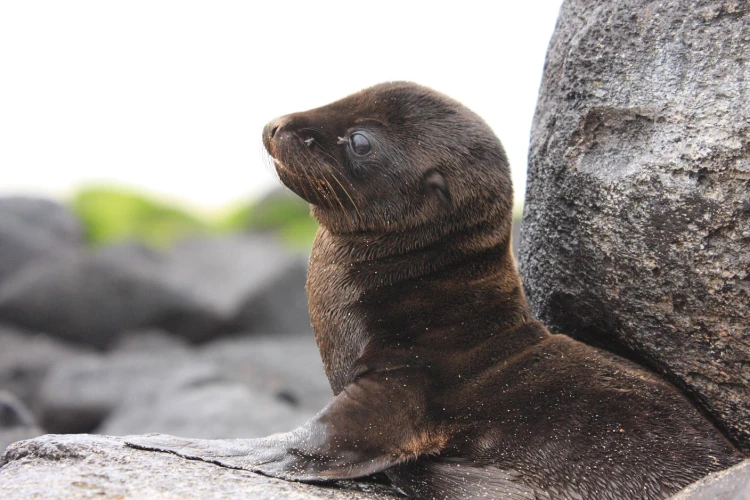 Ostrov, ktorý inšpiroval Darwina. Galapágy sa potichu zmenili na vychytenú turistickú destináciu_23