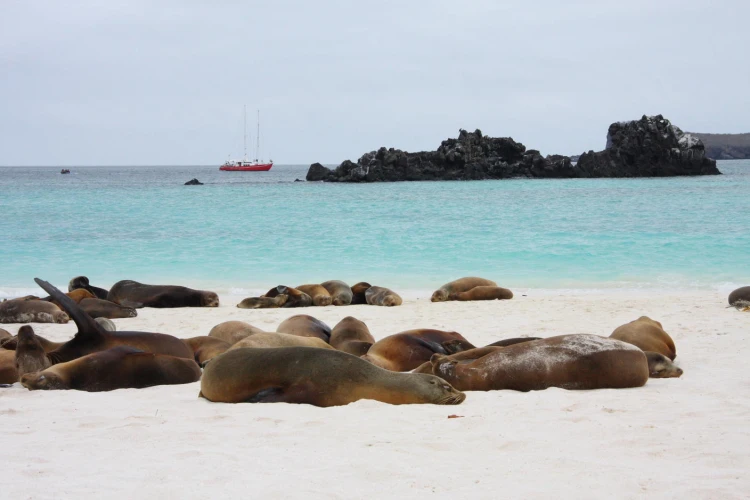 Ostrov, ktorý inšpiroval Darwina. Galapágy sa potichu zmenili na vychytenú turistickú destináciu_24