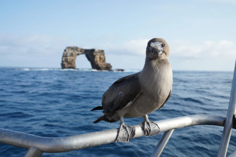 Ostrov, ktorý inšpiroval Darwina. Galapágy sa potichu zmenili na vychytenú turistickú destináciu_25