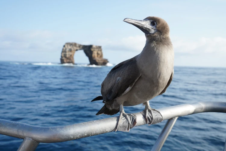 Ostrov, ktorý inšpiroval Darwina. Galapágy sa potichu zmenili na vychytenú turistickú destináciu_26