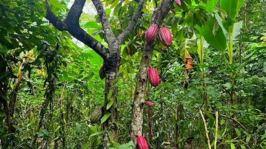 Ropa hore, striebro dole, ale čo kakao? Ako čítať aktuálny komoditný chaos?