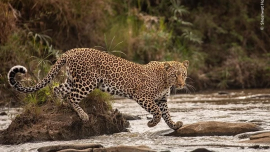 Dráma snežného leoparda aj bizón v akcii. Pozrite si zábery najlepších fotografov roka