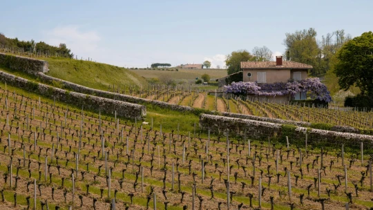 Ste milovníkmi vína? Tak by ste si nemali nechať ujsť tieto štyri ikonické vinárske miesta