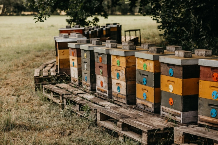Za všetkým hľadaj včelu. Úspešný sladký biznis tejto českej rodiny pomáha aj prírode_3