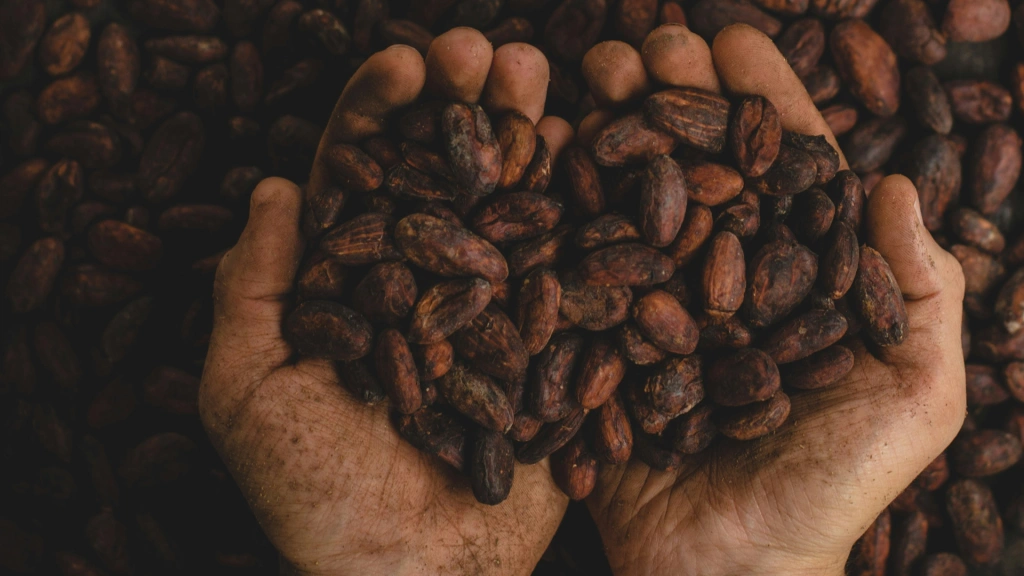 Ranný prehľad Forbesu: Kakao dosiahlo najvyššiu cenu v histórii. Stane sa z čokolády luxus?