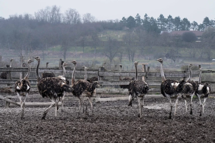 Dvadsať rokov tvrdej driny. Farmárovi dnes pštrosie mäso vynáša státisíce eur_2