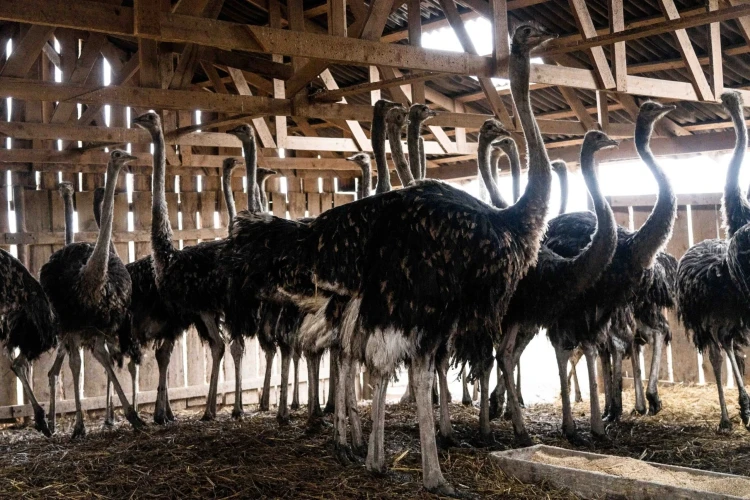 Dvadsať rokov tvrdej driny. Farmárovi dnes pštrosie mäso vynáša státisíce eur_3