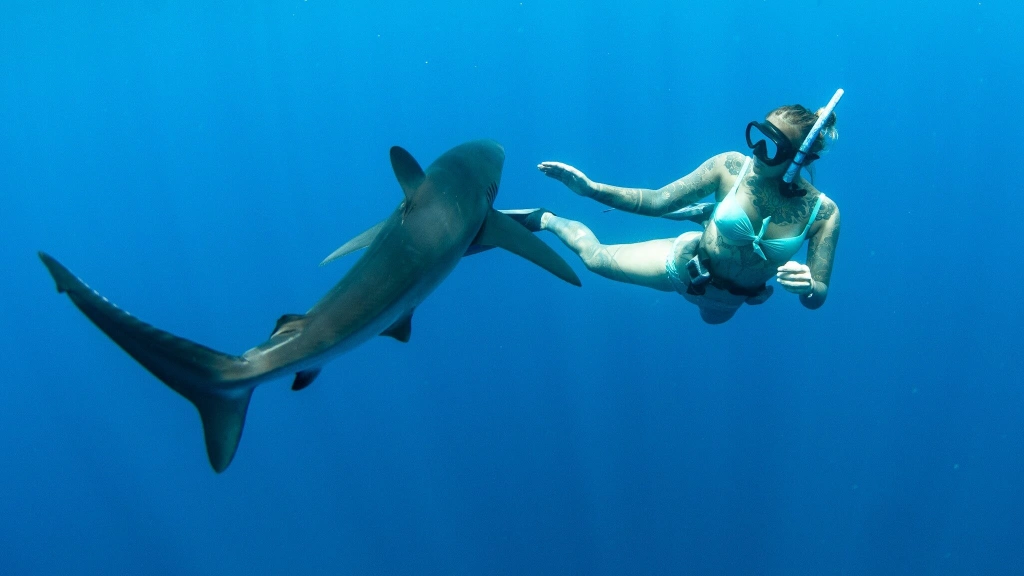 Slovenka v Mexiku zachraňuje žraloky: Nezažila som strach zo žraloka, ale strach z ľudí áno