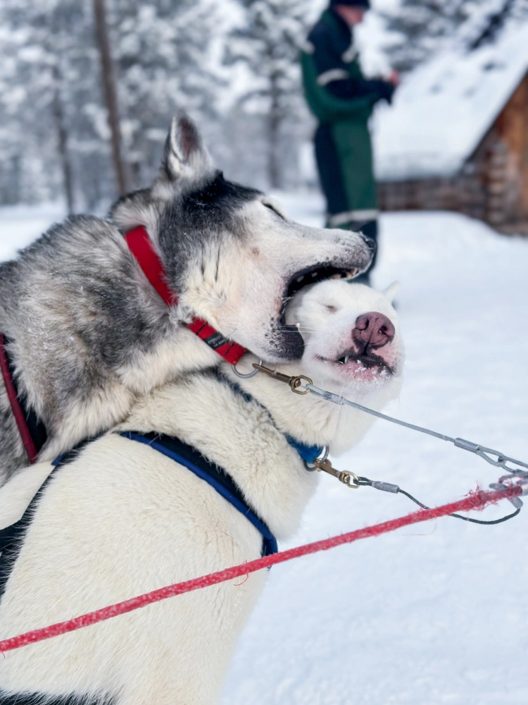 Odišli trénovať psov do Laponska: Sme v práci 24 hodín denne, ale je to splnený sen_3