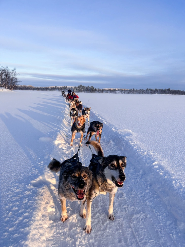 Odišli trénovať psov do Laponska: Sme v práci 24 hodín denne, ale je to splnený sen_2