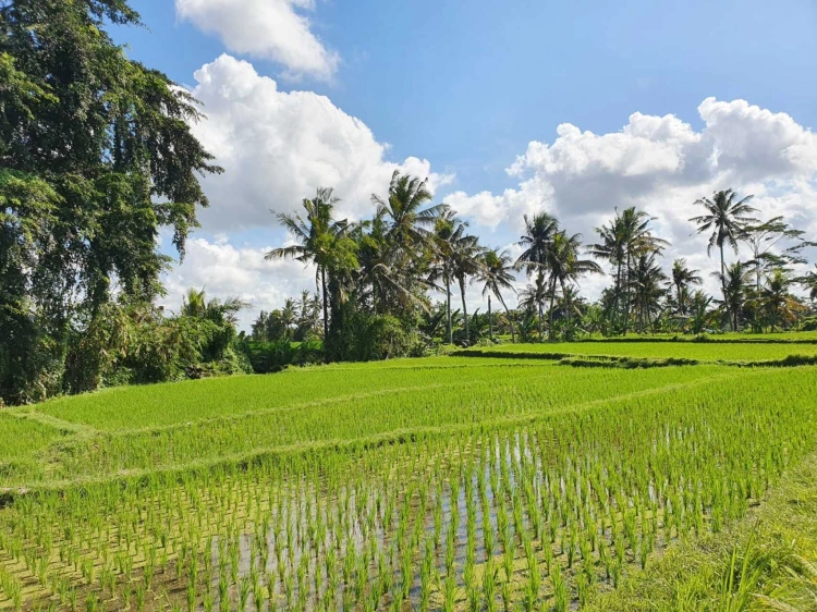 Davy turistov a čoraz menej ryžových polí. Oplatí sa ešte vôbec cestovať na Bali?_7