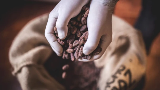 Sladký paradox. Prečo najväčšieho svetového výrobcu čokolády desí lacné kakao?