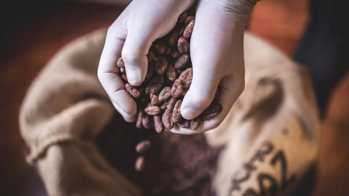 Sladký paradox. Prečo najväčšieho svetového výrobcu čokolády desí lacné kakao?