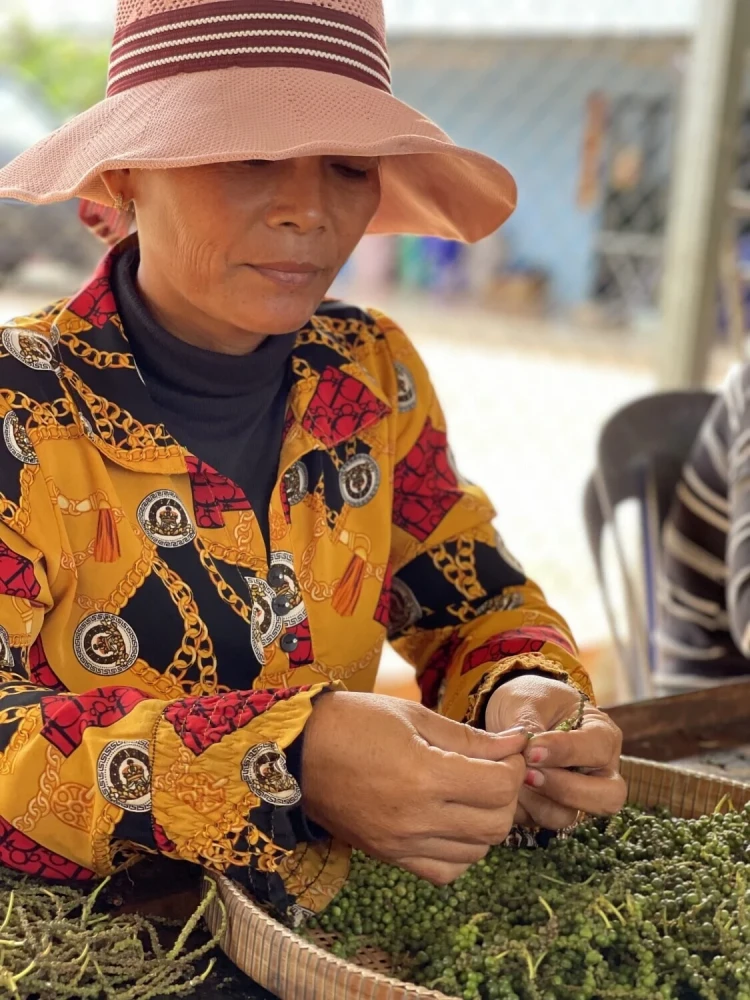 Korenisté prvenstvo. Pepper Field je najväčší vývozca kampotského korenia na svete_0