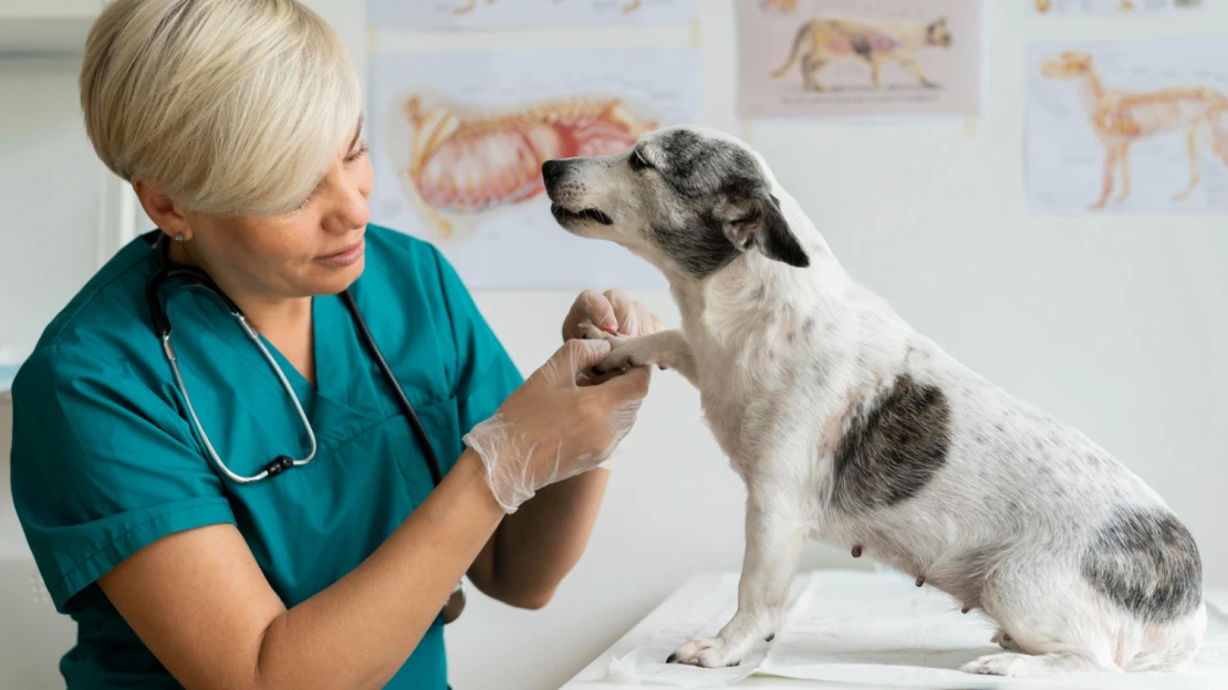 HardWood Investments predal veterinárne kliniky. Budú v portfóliu jednej z najbohatších rodín USA