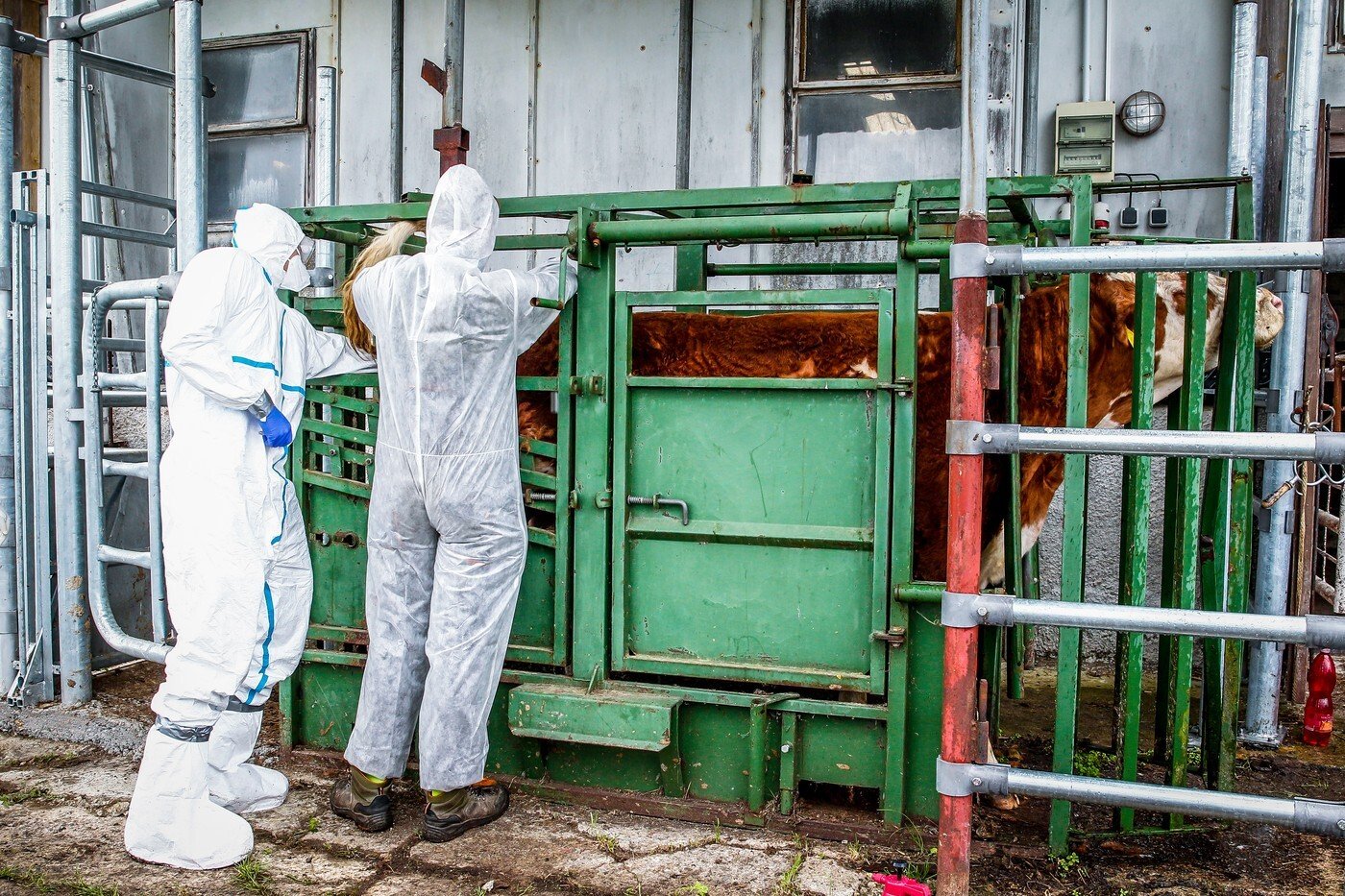 44 miliónov eur. Suma pre farmárov, ktorým spravila škrt cez rozpočet slintačka a krívačka