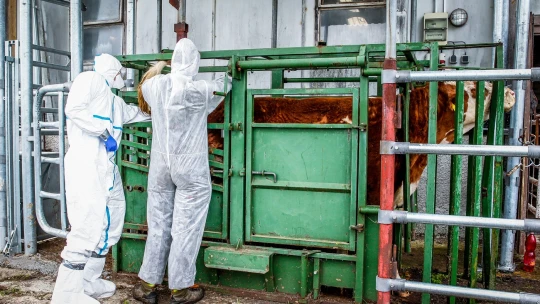 44 miliónov eur. Suma pre farmárov, ktorým spravila škrt cez rozpočet slintačka a krívačka