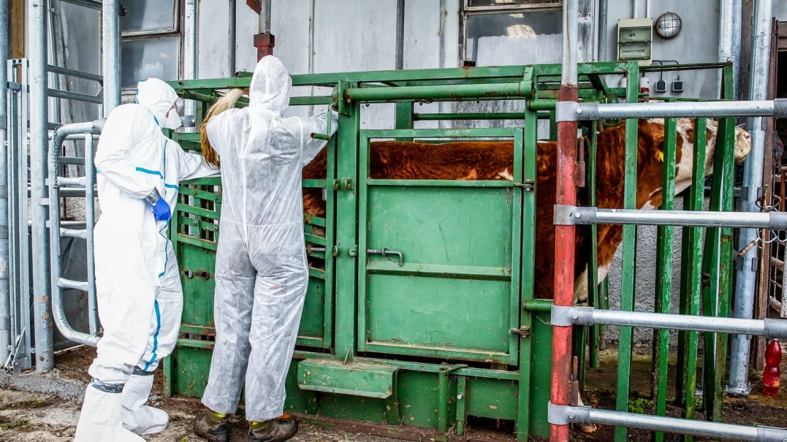 44 miliónov eur. Suma pre farmárov, ktorým spravila škrt cez rozpočet slintačka a krívačka