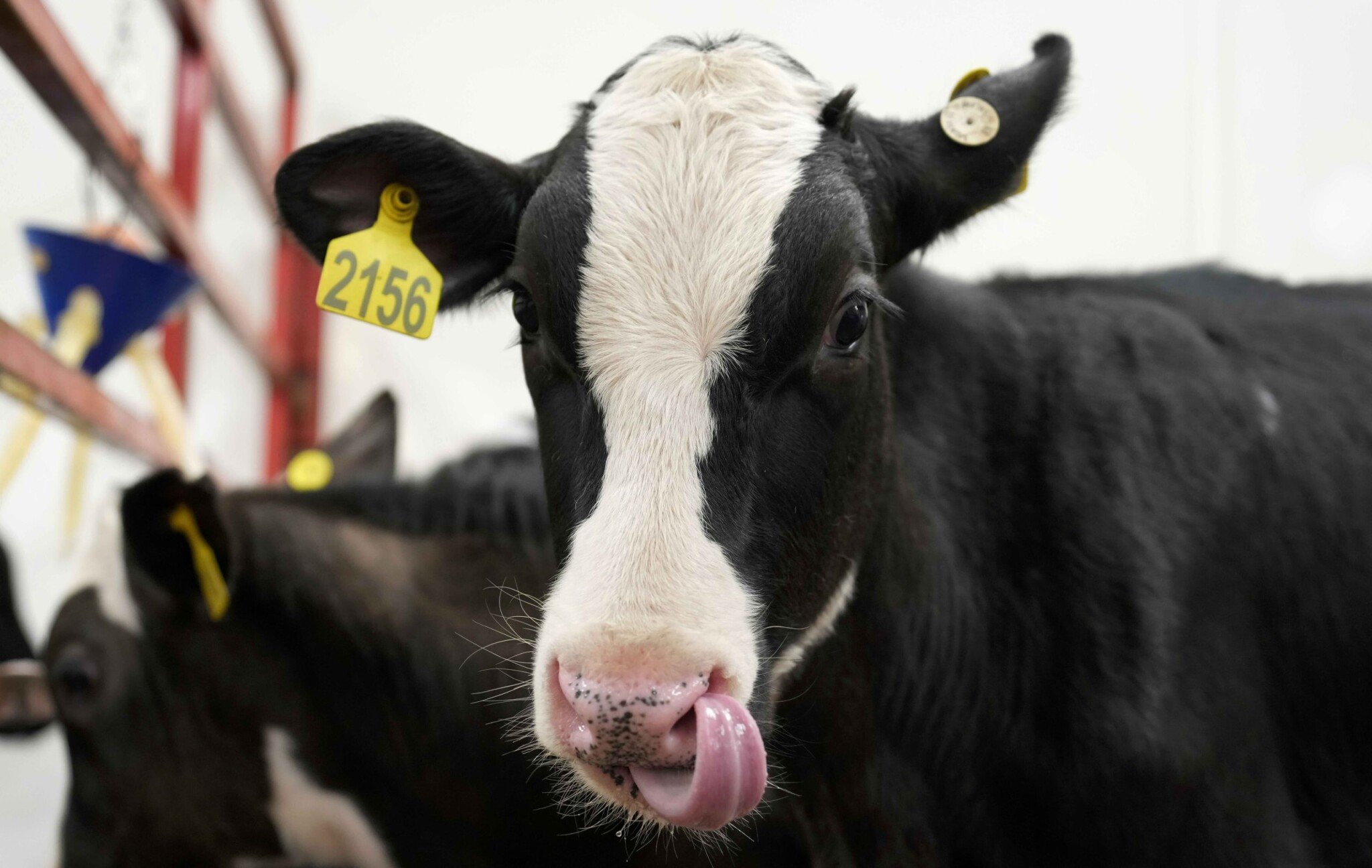 Veterinári začali s utrácaním zvierat, ktoré boli na juhu Slovenska nakazené slintačkou a krívačkou