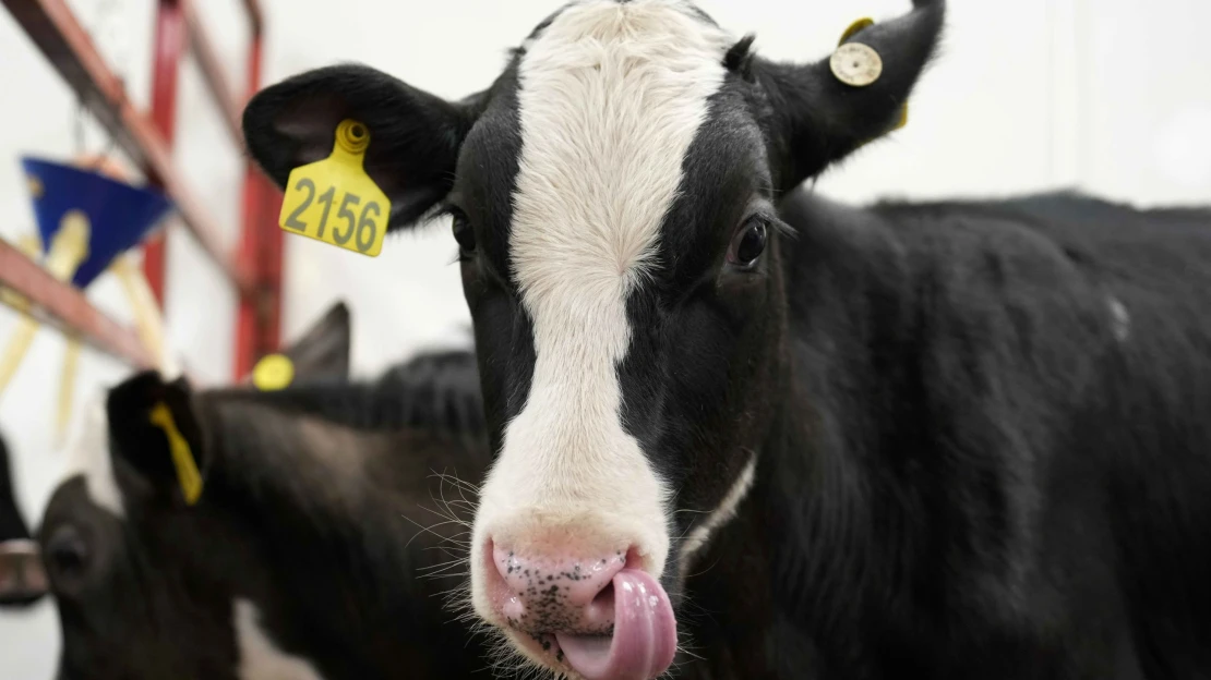 Veterinári začali s utrácaním zvierat, ktoré boli na juhu Slovenska nakazené slintačkou a krívačkou