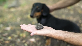 Posadnutí hľuzovkami. Hoci pochúťku už pestujú  legálne, farmy stále držia v tajnosti