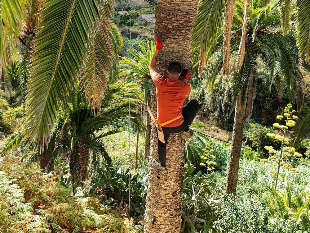 Palmový „med“, ktorý
sa získava z miazgy
paliem kanárskych,
sa považuje za
superpotravinu a je
súčasťou gomers. Foto: La Gomera Travel