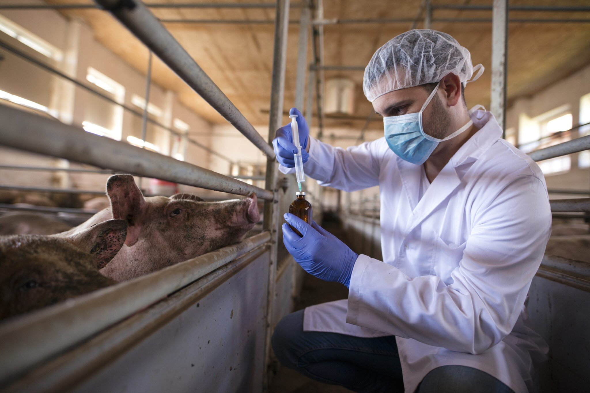 Profesionálny veterinár v bielom plášti a maske drží injekčnú striekačku a liek, pripravuje sa na očkovanie ošípaných na prevenciu chorôb.
