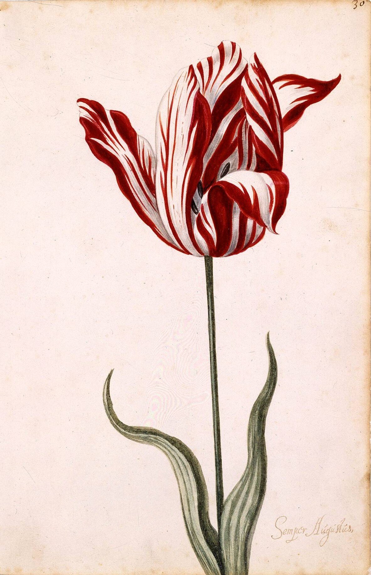 tulipán