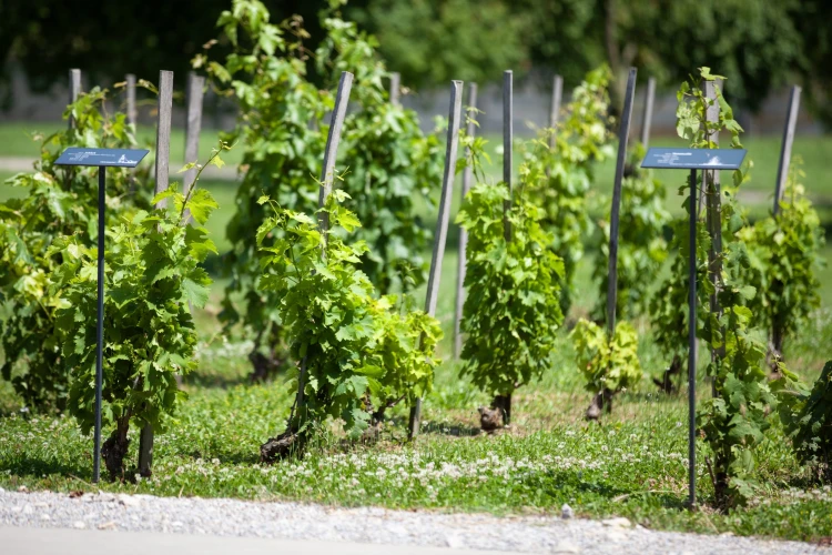 Château Rúbaň: Príbeh nezlomnej ženy, ktorú vinárstvo a kaštieľ postavili späť na nohy_5