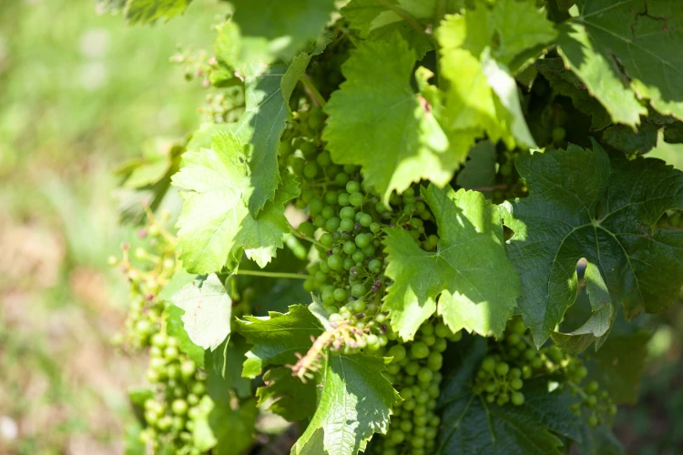 Château Rúbaň: Príbeh nezlomnej ženy, ktorú vinárstvo a kaštieľ postavili späť na nohy_2