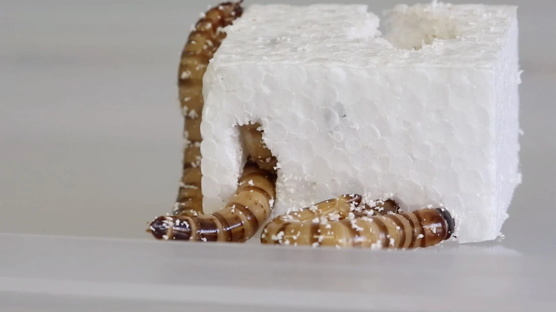 Srbskí vedci experimentujú s múčnymi červami, učia ich rozkladať plasty