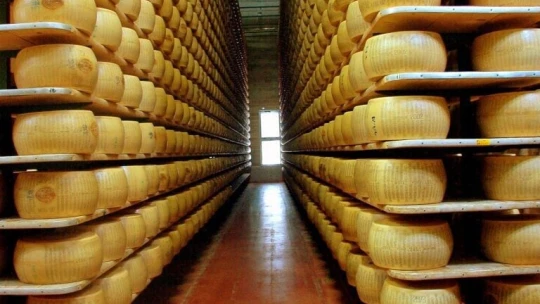 Parmezán má problém: extrémne horúčavy ničia pastviny, chýba mlieko, kravy potrebujú ventilátory