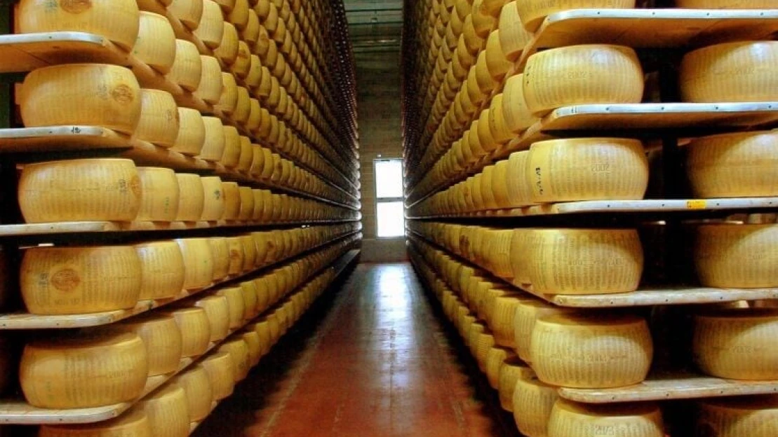 Parmezán má problém: extrémne horúčavy ničia pastviny, chýba mlieko, kravy potrebujú ventilátory