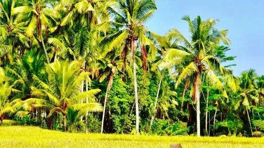 Sú balijskí bohovia nahnevaní?